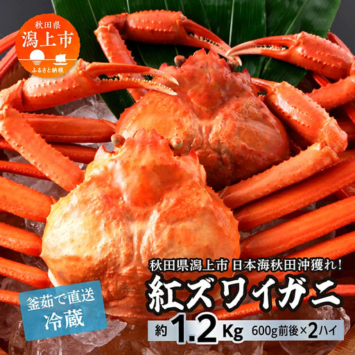 紅ズワイガニ 冷蔵 2匹 1.2kg【安田水産】