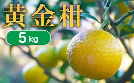 【 先行予約 】 果樹園みどり の 黄金柑 5kg （ サイズ ミックス ）【発送期間：3月中旬?】 5kg 先行 事前 予約 受付 みかん 黄金柑 おうごんかん ゴールデンオレンジ 贈答用 贈答 幻 希少 グレープフルーツ 果汁 おいしい 愛媛 産地直送 国産 農家直送 期間限定 数量限定 特産品 ジュース 人気 限定 愛南 果実 さわやか 香り 甘い フルーツ 果物 柑橘 果樹園 みどり