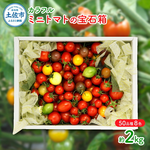 【先行予約】15品種7色の彩り/ カラフルミニトマトの宝石箱約2kg〈2026年12月下旬から順次発送〉高知県 土佐市【ファーム輝】 [BQBM007]