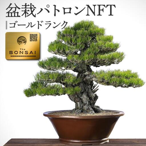【ふるさと納税】盆栽パトロンNFT ゴールドランク（デジタル商品・実物の盆栽は含まれません）