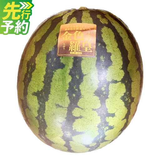 [ R8年熊本地震復興支援 ]金色羅皇 1玉入り (8kg以上) [2027年5月上旬〜6月上旬迄順次発送予定]