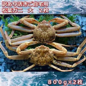 【先行予約 2026年11月中旬以降発送】訳あり活きご自宅用　松葉ガニ　大　２枚　１枚800～940ｇ前後MK3