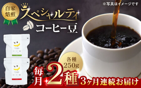 コーヒー[豆]3回定期 自家焙煎スペシャルティコーヒー豆(250g×2種)約40杯分