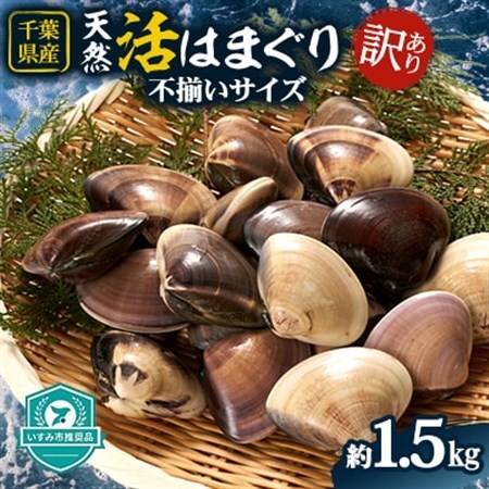 (( 訳あり )) 天然活はまぐり約1.5kg_蛤 ハマグリ 魚貝 魚介 海鮮 貝 出汁 だし プロ仕様 人気 送料無料_[配送不可地域:離島・沖縄県]