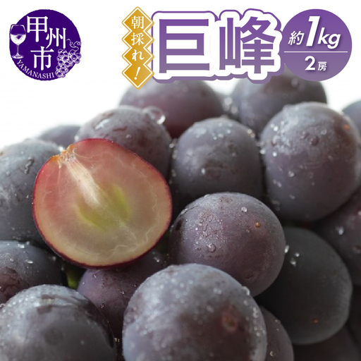 甲州市産 朝採れ！巨峰 約1kg（2房）【2026年発送】（RC）B-439 巨峰 フルーツ