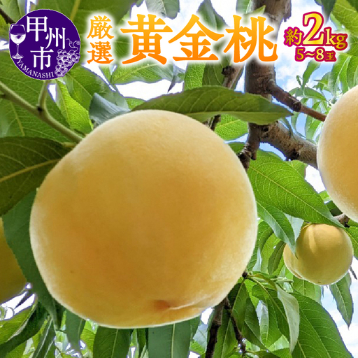 【宿沢フルーツ農園】厳選 黄金桃 約2kg（5～8玉）【2026年発送】（SF）B-193 桃 フルーツ