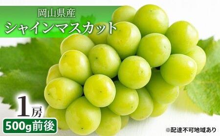 ぶどう 2026年 先行予約 シャイン マスカット 晴王 1房 500g前後 岡山県産 シャインマスカット