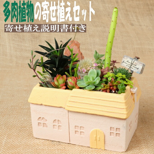 多肉植物の寄せ植えセット（メゾンレクトポット）長屋根