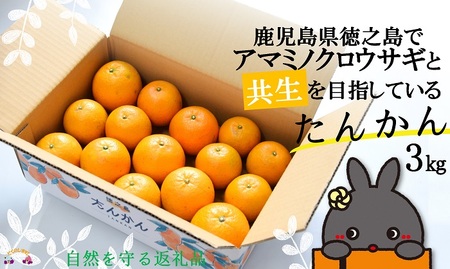 《今が旬！》～アマミノクロウサギと共生を目指す農家さんの徳之島産たんかん3kg ( たんかん 柑橘 フルーツ 果物 徳之島 鹿児島 奄美 フレッシュ ビタミン 美味しい オススメ 人気 自然保護 共生 うさぎ ウサギ アマミノクロウサギ )