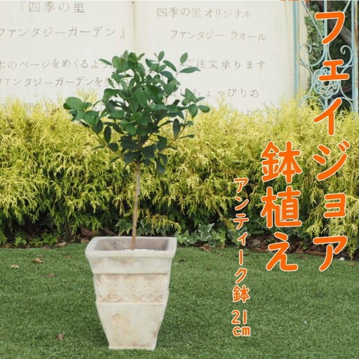 植物 フェイジョアの鉢植え 植物 インテリア ガーデニング