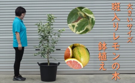 植物 レモン 斑入り レモンの木 ピンクレモネード 植物