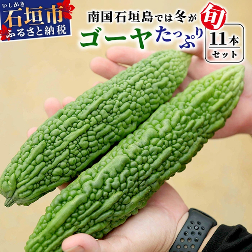 朝採れ「ゴーヤ」大11本セット！