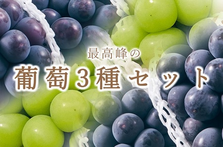 [定期便]甲州市自慢の大粒葡萄3種セット“シャインマスカット"“種無しピオーネ"“種無し巨峰" 自然農法[2026年発送](BNC)J1-101 シャインマスカット ぶどう フルーツ