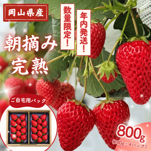 【年内発送・12/27～30】先行予約 朝摘み 完熟いちご 自宅用 800g(200g×4)  M-FI-A61A