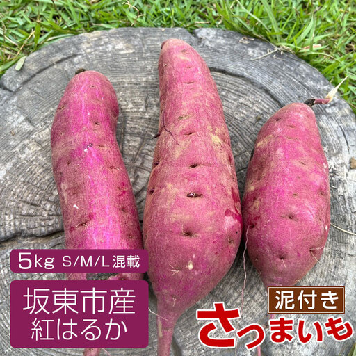 [箱入り]坂東市産 生さつまいも 紅はるか5kg(泥付きS、M、L混載) No.518