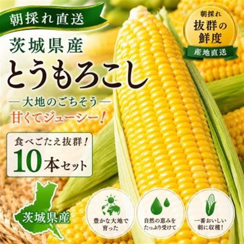 マルカファームの朝採れ「とうもろこし」10本セット_野菜 とうもろこし  トウモロコシ_【配送不可地域：離島・沖縄県】【1404268】