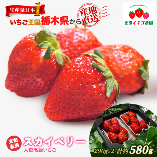高級いちご 完熟スカイベリー2パック 580g アフター対応あり いちご ※2026年12月～発送