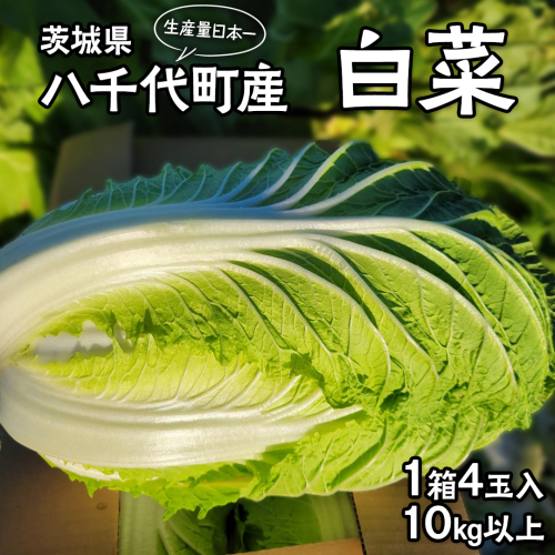 白菜 4玉 約10kg 生産量 日本一 茨城県 八千代町