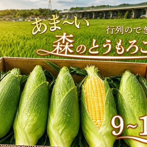 とうもろこし 甘々娘 9〜11本 森町 とうもろこし