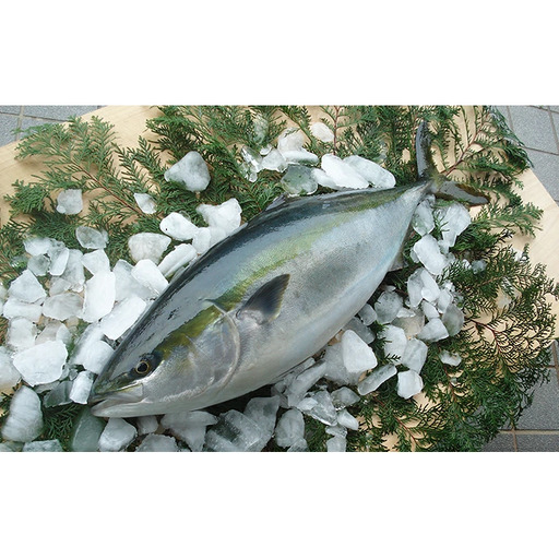 【鰤】 鰤 1匹 5kg 以上