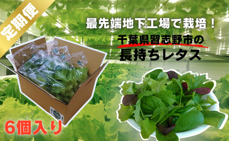 【6か月定期便】＼地下工場から生まれた／水耕栽培の長持ち新鮮レタス！2種詰め合わせ（計6個×12ヵ月）