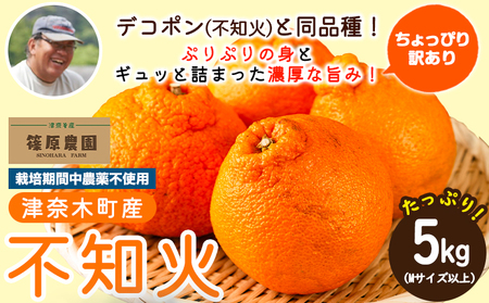 不知火 訳あり 5kg 不知火
