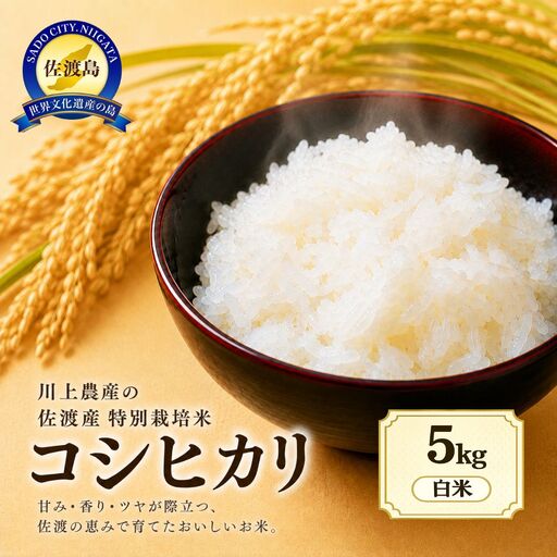 コシヒカリ 5kg 令和7年産 | 川上農産 佐渡市 コシヒカリ