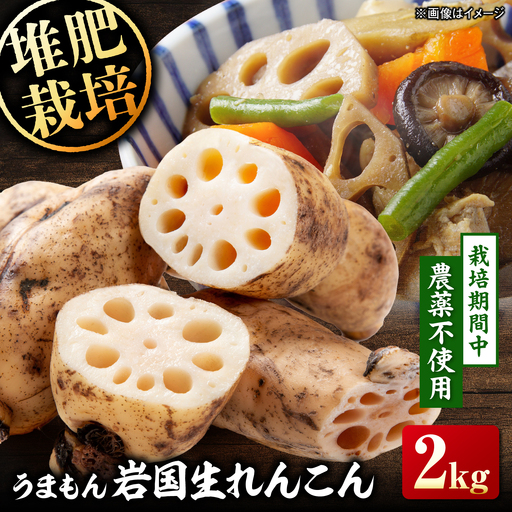 岩国生れんこん2kg BUCQ004 れんこん