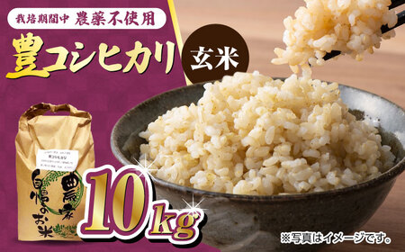 栽培期間中農薬不使用 令和6年産 豊コシヒカリ 玄米 10kg /鶴ノ原北川農園 [UDL016] 米 お米 こめ 玄米 ブランド米
