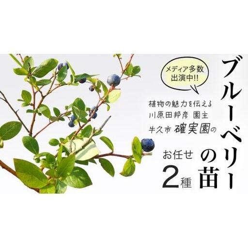ブルーベリー の 苗 2品種セット (品種おまかせ)