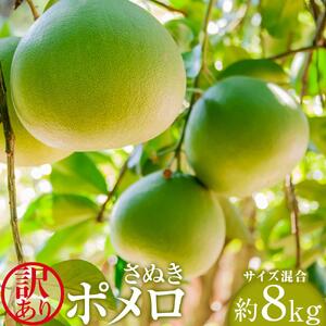 【訳あり】さぬきポメロ　約８ｋｇ（サイズ混合）