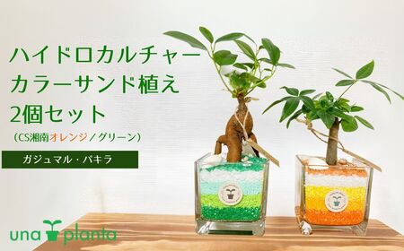 014-10ハイドロカルチャー・カラーサンド植え2個セット（CS湘南オレンジ／グリーン）ガジュマル・パキラ
