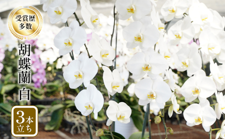 アヤセ洋蘭 コチョウラン 白 3本立ち 胡蝶蘭 花 植物 観葉植物 全国洋蘭品評会農林水産大臣賞