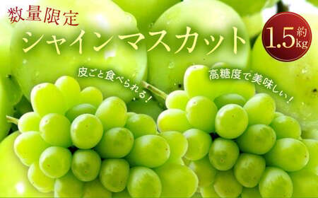 長崎県産 シャインマスカット 約1.5kg ぶどう フルーツ【2026年8月下旬-9月下旬迄順次発送予定】
