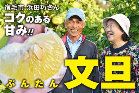 土佐文旦 5kg 浜田巧 文旦