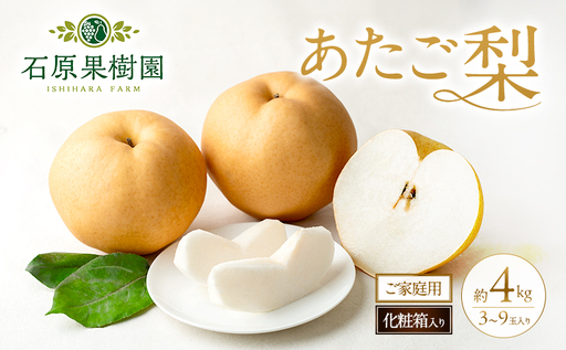 梨 2026年 先行予約 ご家庭用 あたご梨 3〜9玉入り約4kg 化粧箱[11月下旬〜12月中旬頃発送] ナシ なし 岡山県産 国産 フルーツ 果物 石原果樹園