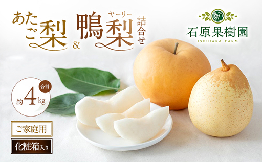 梨 2026年 先行予約 ご家庭用 あたご梨・鴨梨（ヤーリー）詰め合わせ 約4kg あたご梨2～3玉 ヤーリー3～6玉 化粧箱【11月下旬～12月中旬頃発送】 ナシ なし 岡山県産 国産 フルーツ 果物 石原果樹園 