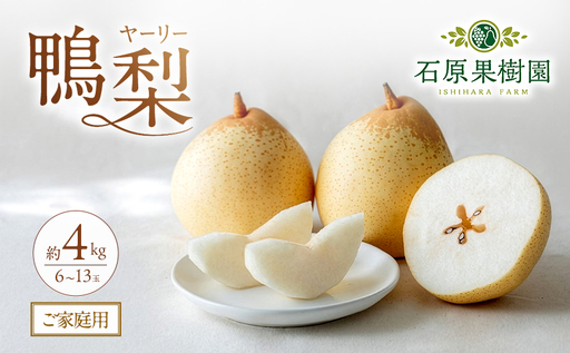 梨 2026年 先行予約 ご家庭用 鴨梨（ヤーリー） 6～13玉入り 約4kg 化粧箱【11月下旬～12月中旬頃発送】 ナシ なし 岡山県産 国産 フルーツ 果物 石原果樹園 家庭用 