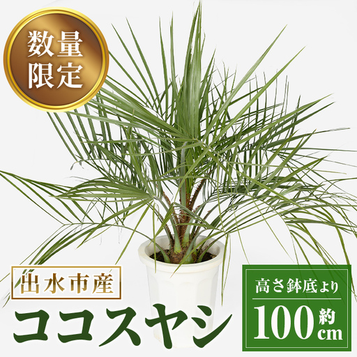 観葉植物 ココスヤシ 鉢底より高さ約100cm 観葉植物 【kurk PLANT LEATHER】 i906