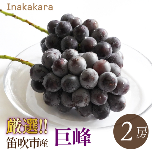【2026年発送★先行予約】Inakakara厳選！巨峰2房(1～1.2kg) 192-028