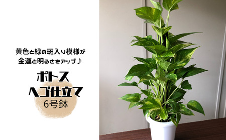 ポトス ヘゴ仕立て 6号鉢