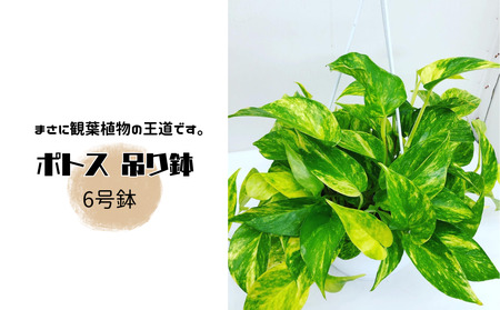 ポトス 6号吊り鉢