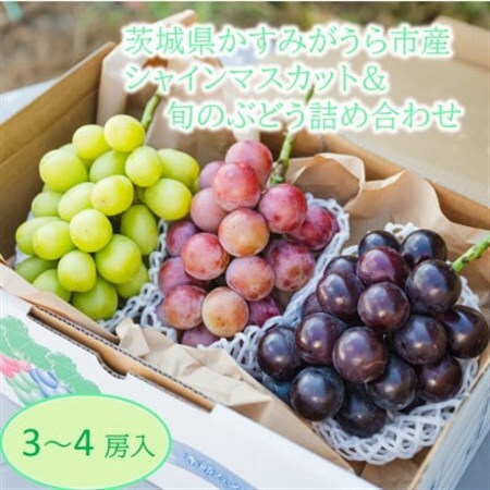 かすみがうら市産シャインマスカット＆旬のぶどう詰め合わせ　合計3～4房_果物・フルーツ ぶどう・マスカット  ブドウ 葡萄 _【配送不可地域：離島・沖縄県】【1477658】