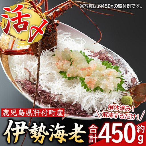 [活き〆冷凍]伊勢海老 刺身 (約450g) 鹿児島 国産 えび エビ 伊勢海老 さしみ [網元]B47004
