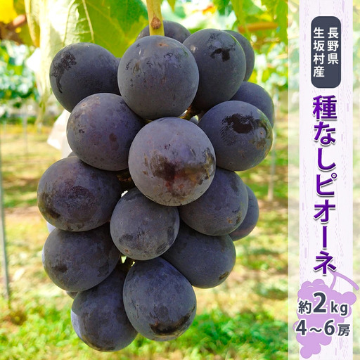 [2026年先行予約]種なしピオーネ 約1.7kg~2kg (4~6房) 小さな果樹園 ぷてぃ・べるじぇ | 種なしピオーネ