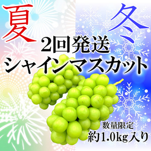 ＜2026年発送先行予約＞夏冬の全2回発送 山梨県南アルプス市産 シャインマスカット定期便 約1.0kg×2回 2～3房入り ALPAH001