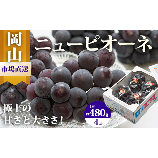 ぶどう 2026年 先行予約 ニュー ピオーネ 4房（1房480g以上）約2kg 岡山県産 ピオーネ