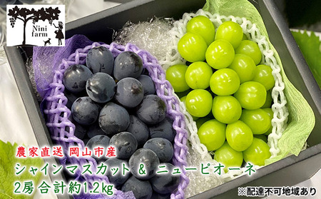 ぶどう 2026年 先行予約 農家こだわりの シャイン マスカット ＆ ニュー ピオーネ 2房 合計約1.2kg 岡山県産 シャインマスカット ピオーネ