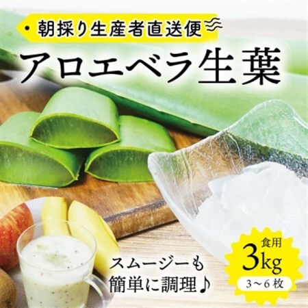 【食用】朝採り アロエベラ生葉 3kg(3枚～6枚)3年物 宮城県産_野菜   _【1461383】