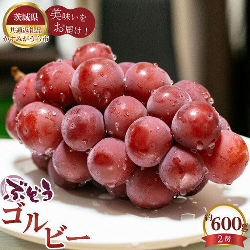 [先行予約]ぶどう ゴルビー 約600g(2房)[茨城県共通返礼品 かすみがうら市] No.587